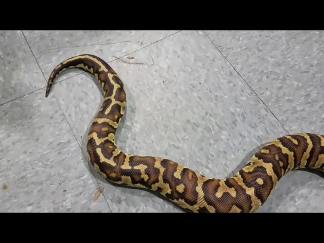 Hybrid Super Angryball Python!