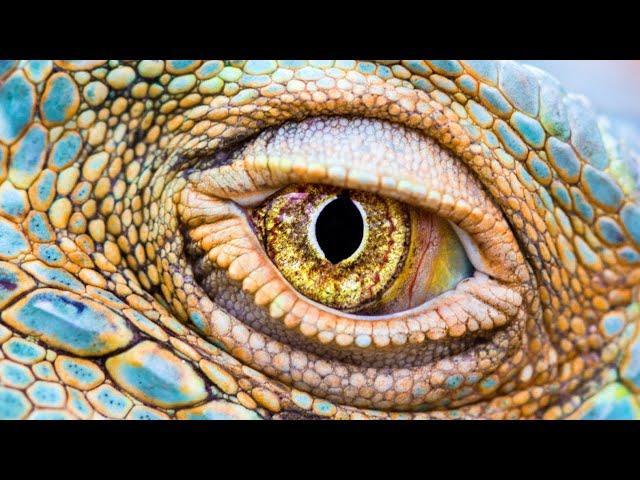 ►Misterios de la Evolución | Los Ojos | Documentales Interesantes- Documental de animales HD