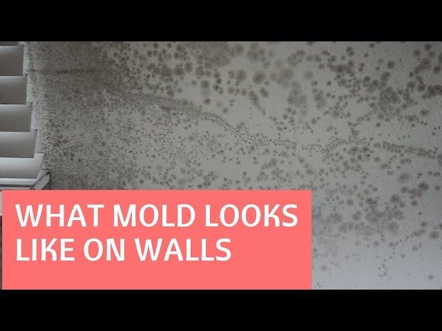 What Does Mold Look Like on Walls