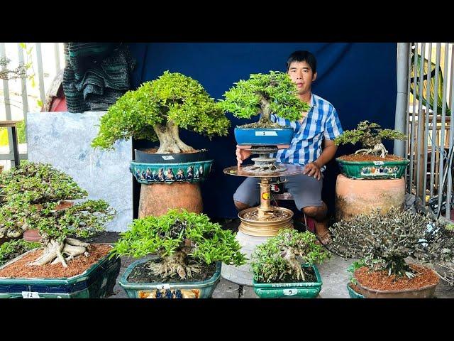 Cây cảnh 5/3 Mai Chiếu Thủy, Linh Sam, Nguyệt Quế bonsai để bàn - vườn Thơm Phan chào bán