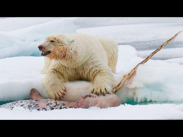 This is why the Polar Bear is the most DANGEROUS predator!