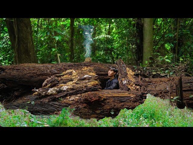 3 DAYS SOLO SURVIVAL: (NO FOOD, NO WATER)Survival Shelter in fallen tree trunks, Catch fish, Cooking