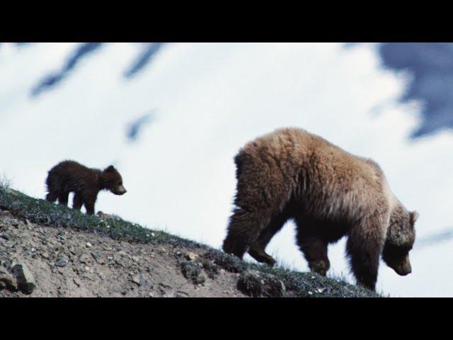 The Impact of PLANET EARTH - Inside Look INCREDIBLE FAMILIES