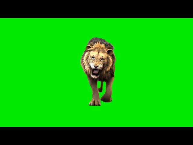 Lion Green Screen Effects (Real Footage) HD video