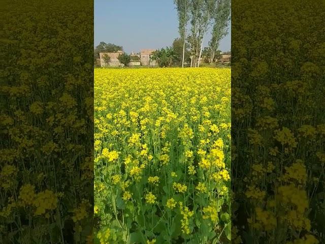 Reyal 100%️ village nature #shorts #shortvideo️ #trendingshorts #mk india tech 99