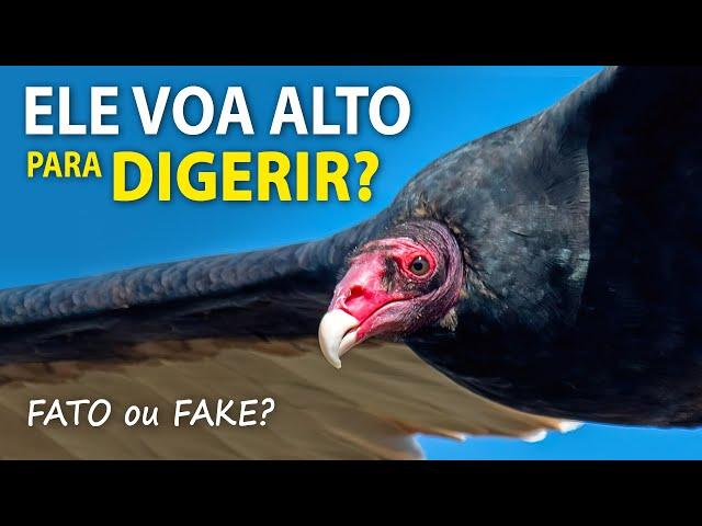 URUBUS VOAM ALTO para DIGERIR? Arara-azul não é azul? | FATOS e FAKES do Planeta Aves!