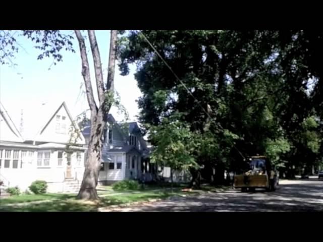 Bringing down a tree in Winnipeg