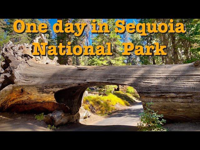 One day in Sequoia National Park.