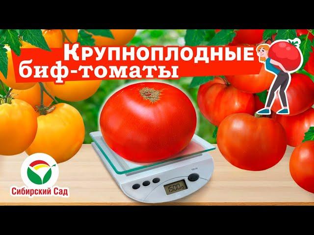 Крупноплодные биф-томаты от Агрофирмы "Сибирский сад"