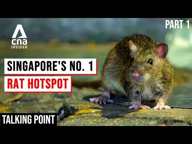 Singapore's Rat Problem: Why Are They So Hard To Exterminate? | Talking Point | Full Episode