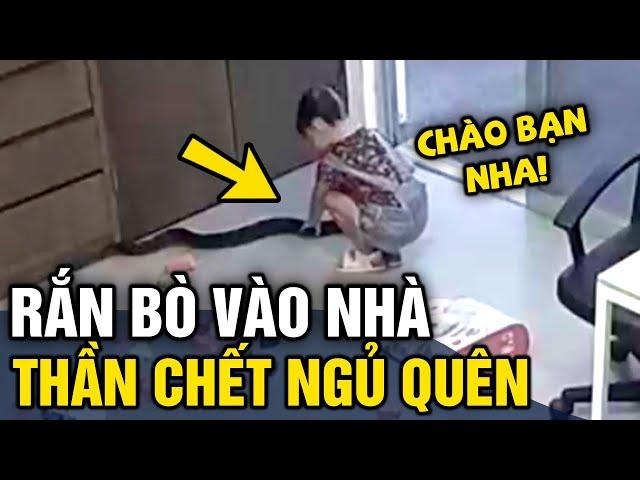 Hoảng hồn 'RẮN VÀO NHÀ' bé gái không biết nên lao đến 'NGỊCH RẮN' rất may thần chết đã ngủ quên