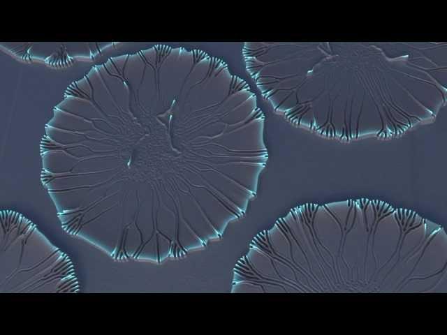 High Resolution Reaction-Diffusion Displacement