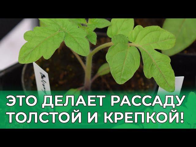 КОРМЛЮ ЭТИМ РАССАДУ ДЛЯ ТОЛСТЫХ И КРЕПКИХ РАСТЕНИЙ ТОМАТА! ЛУЧШАЯ ПОДКОРМКА ДЛЯ РАССАДЫ