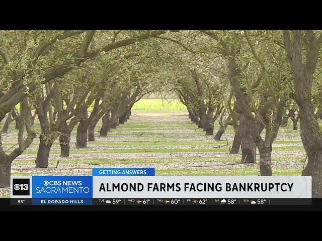 California's almond industry crippled by rising costs