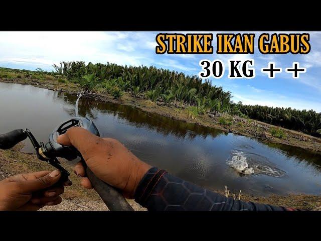 fishing for 30 kg snakehead fish in an amazing spot