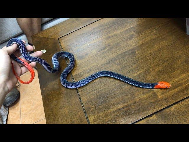 Red Headed Krait (Bungarus flaviceps) takes a stroll on my lap