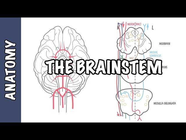 The Brainstem Clinical Anatomy - Rule of 4's, midbrain, medulla, pons