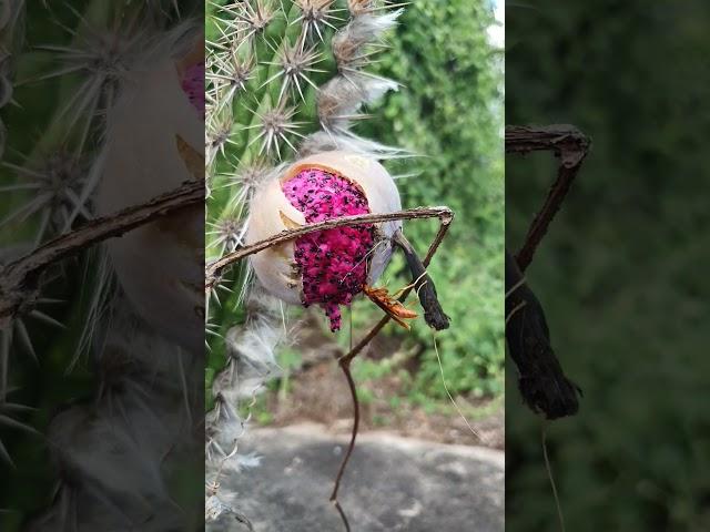 Fruto do Mandacaru. Você comeria? o maribondo ama ele, veja.