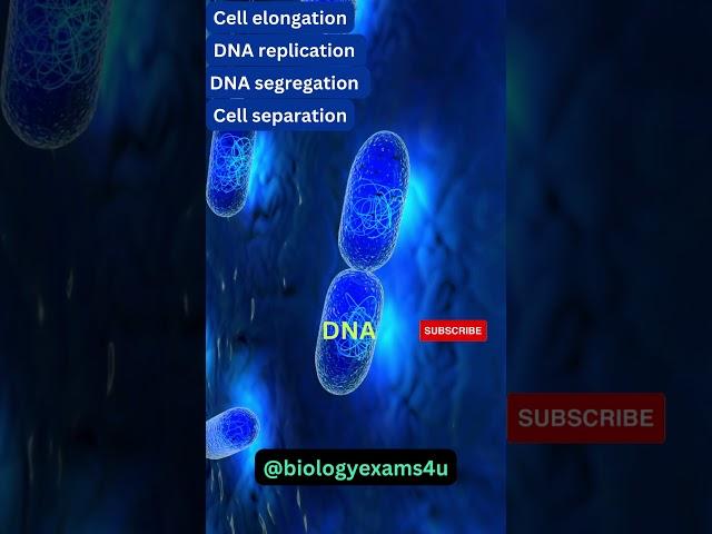 Binary Fission in Bacteria 3D Animation | Microbiology @biologyexams4u