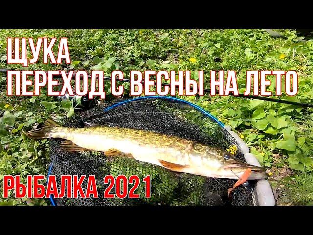 Щука на спиннинг  переход с весны на лето  Рыбалка 2021