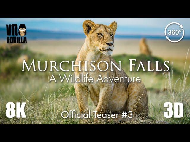 Juvenile Lions - Murchison Falls - Official Teaser #3 (8K 3D 360 VR Video)