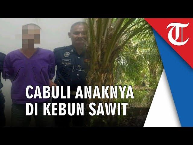 Ayah Cabuli Putrinya di Kebun Sawit, Dorong ke Tanah dan Perkosa di Dekat Semak