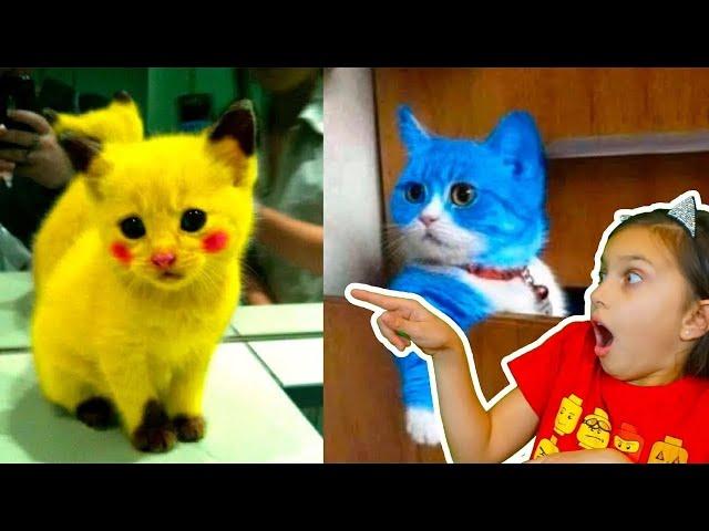 СМЕШНЫЕ КОТЫ В ТРУСАХ ! ЛУЧШИЙ НЕ ЗАСМЕЙСЯ ЧЕЛЛЕНДЖ Funny Cats Попробуй не засмеяться Валеришка