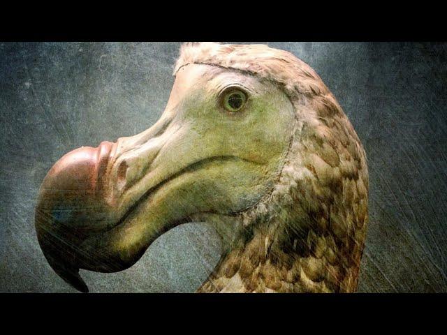 Wissenschaftler Kennen Endlich Den Wahren Grund Für Das Aussterben Der Dodo-Vögel