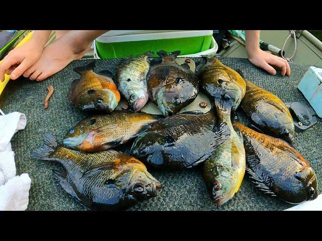 Summer blue gill fishing - Me and the grandson catching big Bream.