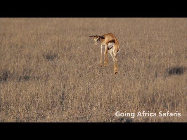 Springbok Pronking