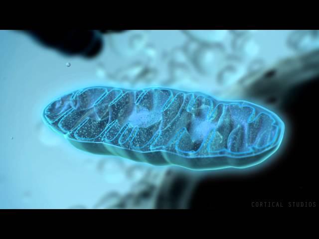 How Mitochondria Produce Energy