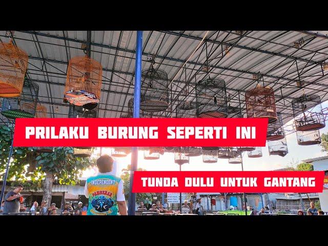 pahami prilaku burung dirumah agar kita tahu kapan saatnya kita tunda saat menggantangnya