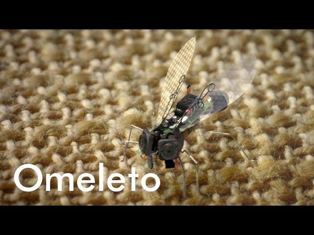 FLYSPY | Omeleto