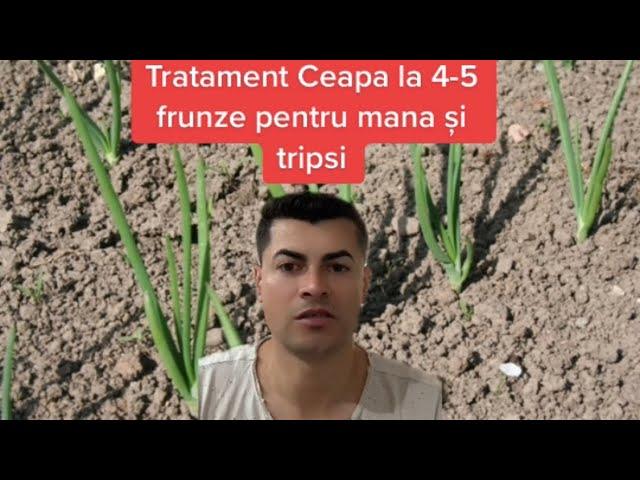 Tratament Aplicat la Cultura de Ceapa la 4-5 Frunze pentru Mana ,Tripsi …