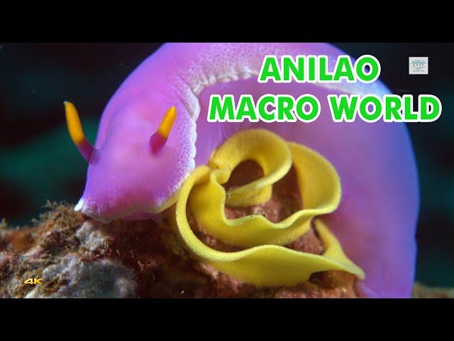 4K SONY RX100 IV Underwater Fantasy Anilao Macro World Diving(Anilao微距世界)