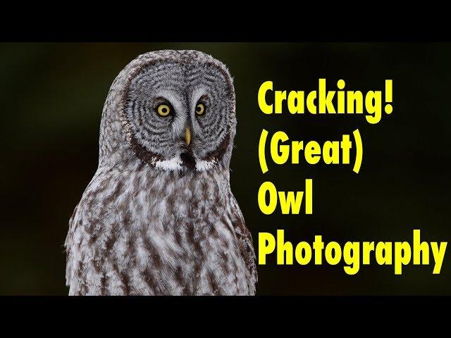 A SuperFun Evening Photographing Owls in Jackson Hole