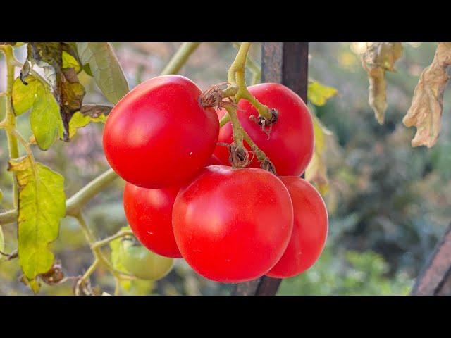 tomatoes on the balcony