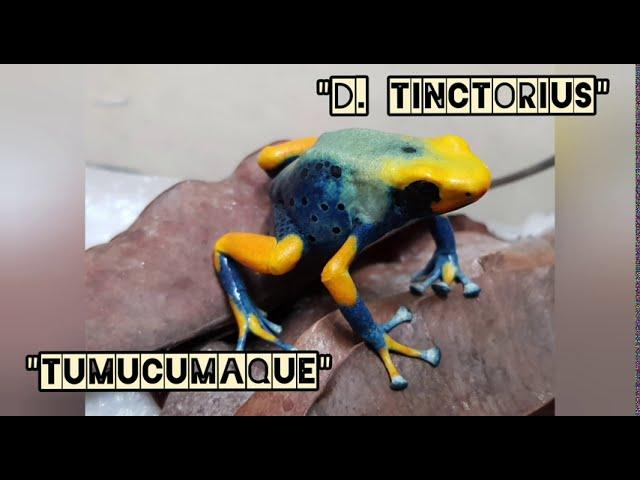 Big dart frog shipment unboxing, Tinctorius "Tumucumaque", Blue Galactonotus, Ameerega and more..