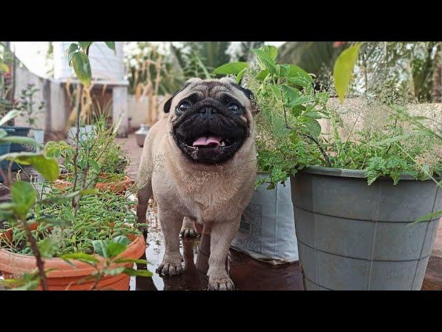 Pugs common skin problems/how to care pugs/ how to care skin problems on pugs/Shades of beauty