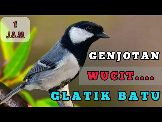 Masteran suara burung GELATIK BATU wucit ngerol 1 jam