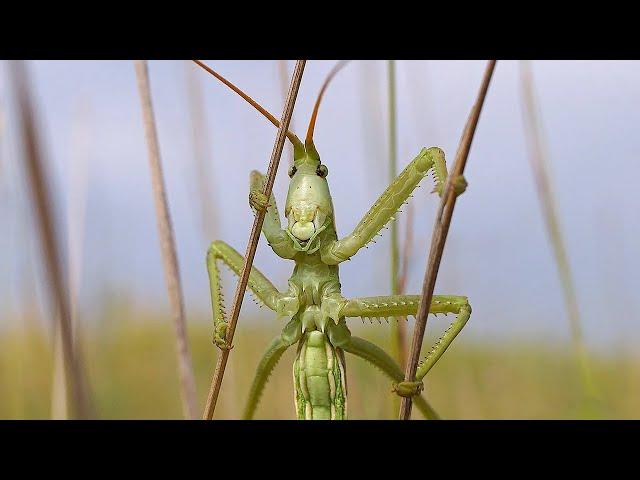 СТЕПНАЯ ДЫБКА - НАСЕКОМОЕ АМАЗОНКА || ЖИВАЯ ЗЕМЛЯ ©