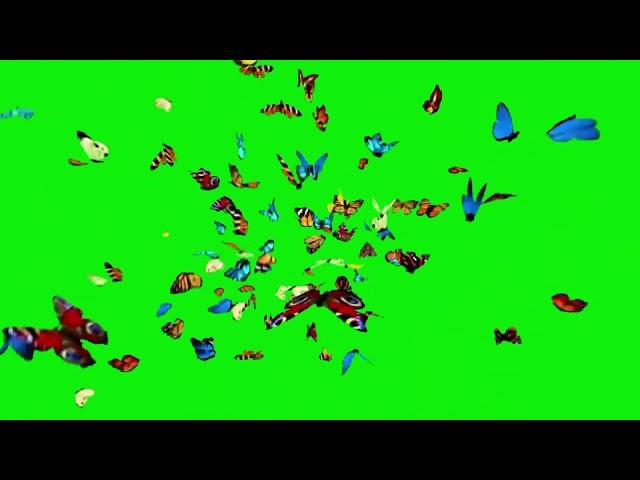 Green Screen Butterfly Effect