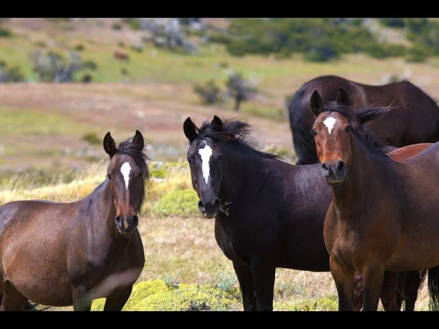 Patagonia Wild Horse Tracking in Torres del Paine National Park, Chile