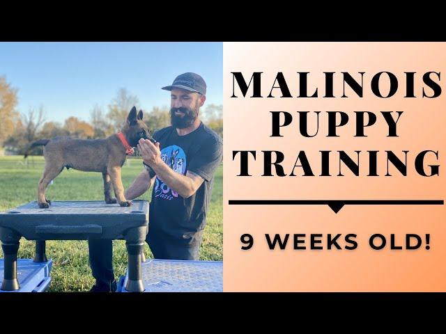 MALINOIS PUPPY TRAINING! - 9 WEEKS OLD! - AGILITY & RINGSPORT // Andy Krueger