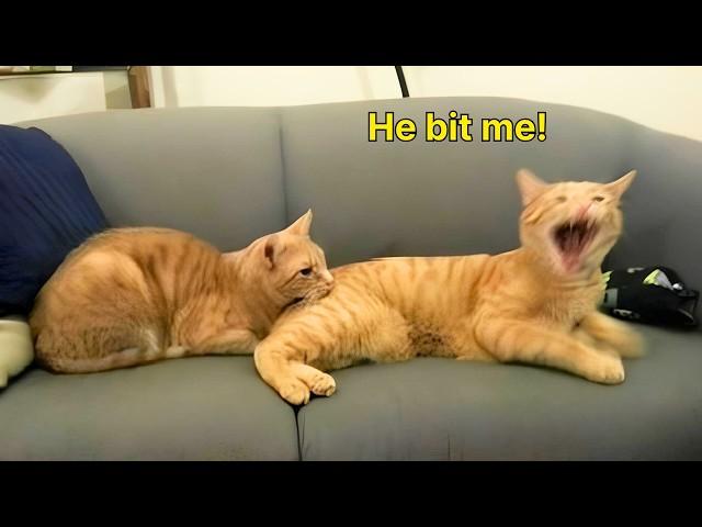 These Cats Speak English Better Than Hooman!