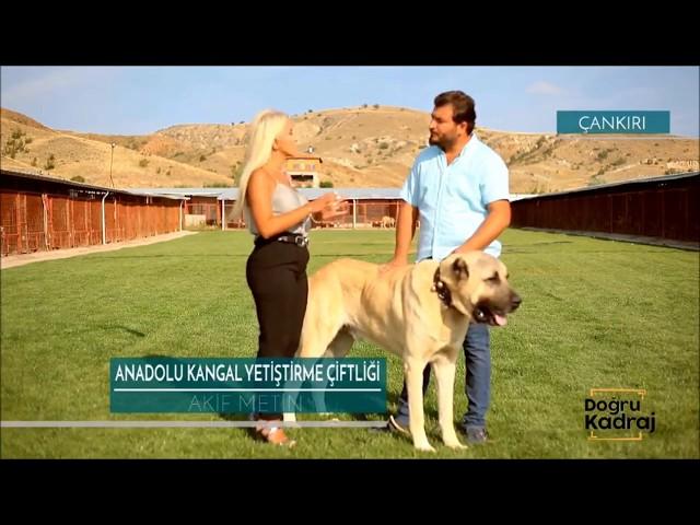 Türkiye Şampiyonu Boğaç - Anadolu Çoban Köpeği