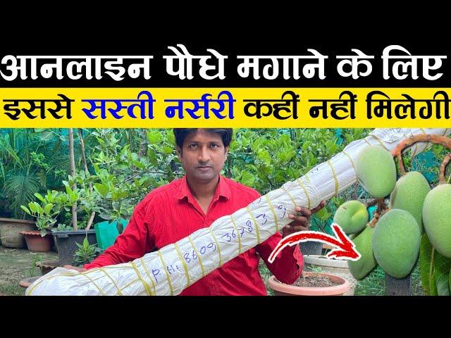 Online पौधे मगाने के लिए सबसे सस्ती नर्सरी | Cheapest Fruit Plant Nursery | Fruit Plant Nursery