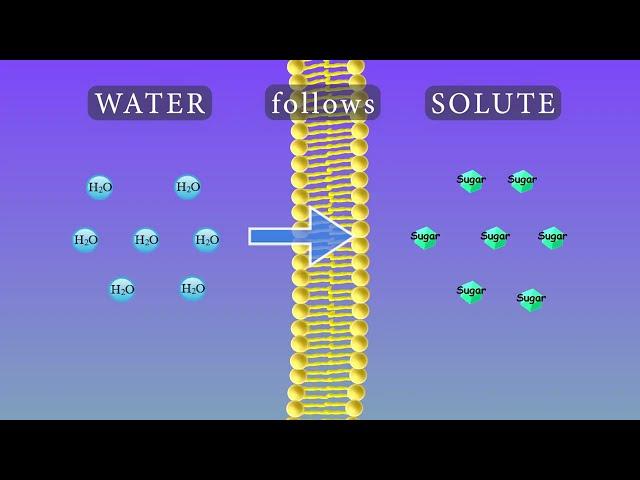 Osmosis Animation and Experiments