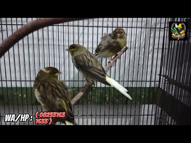 ready ratusan ekor burung dikios burung madura, kios termurah semadura...