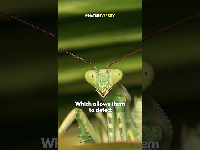 Insane Praying Mantis Hunting Skills